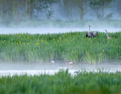 Crane (Grus grus), cranes courting in a wetland, wet meadow with swamp iris (Iris pseudacorus),