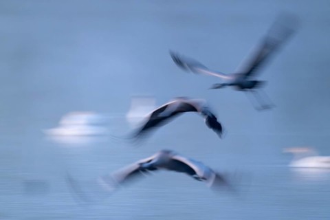 Crane (Grus grus) three cranes flying over a lake in morning light, motion blur, long exposure,