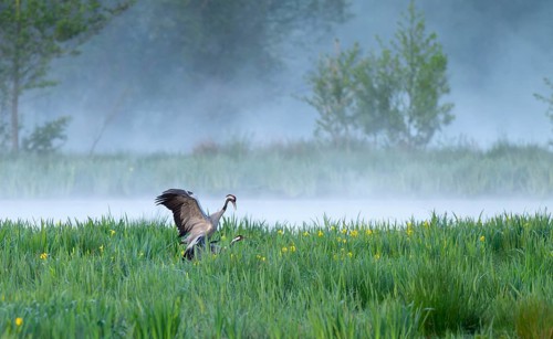 Crane (Grus grus), cranes near the copula, mating, in a wetland, wet meadow with marsh iris (Iris