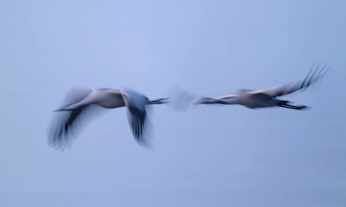 Crane (Grus grus), two cranes flying in morning light, motion blur, long exposure, moving, mopping