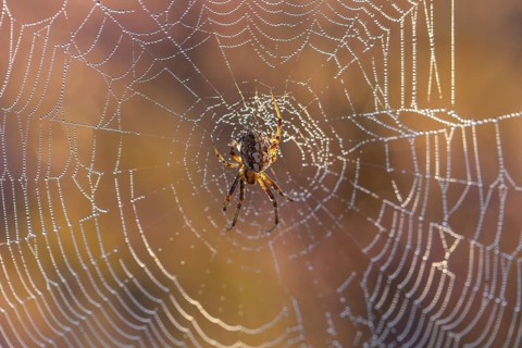 Macro shot of a cross spider in the golden morning light of the blooming Lüneburger Heide