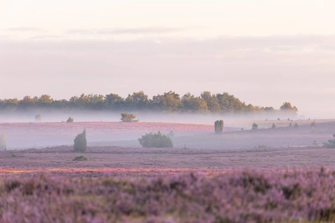 Enchanting fog, morning atmosphere in the blooming Lüneburger Heide near Niederhaverbeck