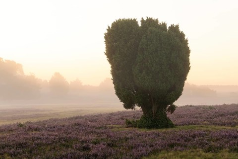 Enchanting morning atmosphere in August with fog in the blooming Lüneburger Heide near
