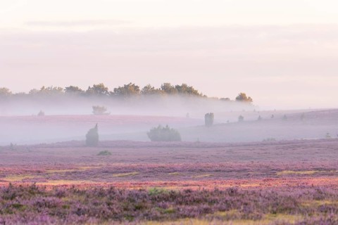 Enchanting fog - morning atmosphere in the blooming Lüneburger Heide near Niederhaverbeck