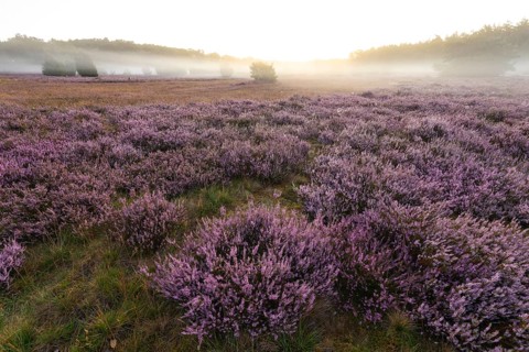 Enchanting morning atmosphere in August with fog in the blooming Lüneburger Heide near