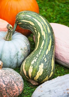 Naples long squash (Cucurbita moschata) in an outdoor pumpkin arrangement. Its long, curved body