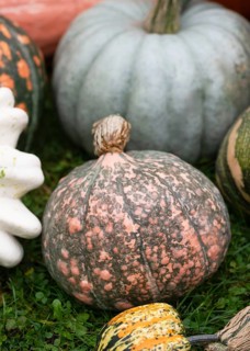Beautifully patterned winter squash (Cucurbita maxima) with a mix of muted green and salmon-pink
