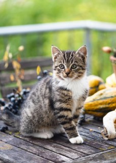 Curious tabby kitten with white paws sits on a rustic wooden table, surrounded by autumn