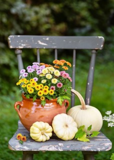 On a rustic chair is a pot of bright chrysanthemum flowers and white pumpkins, which create a warm