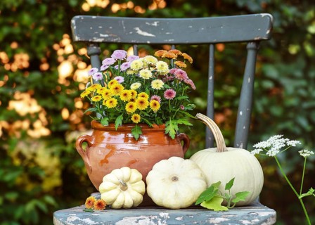 Rustic herb decoration with colorful chrysanthemum (chrysanthemum) flowers in a clay pot and white