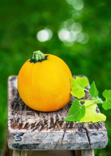 Yellow, round zucchini (Cucurbita pepo) on a weathered wooden stool with fresh green leaves. Rustic