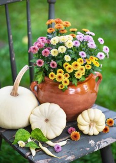Chrysanthemum flowers in rich colors in a clay pot surrounded by white pumpkins on an old wooden