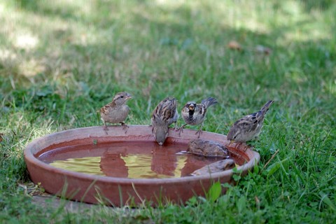 House sparrow (Passer domesticus), four, female, male, water, drink, cute, 4 sparrows sitting side