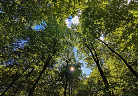 Forest landscape with view of treetops in backlight, Sonnenberg municipality, Oberhavel district,