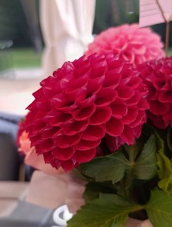 One red dahlia close up