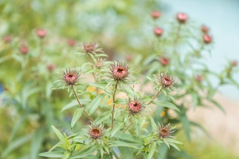 Aster amellus garden plant growing in the garden, late autumn flowers