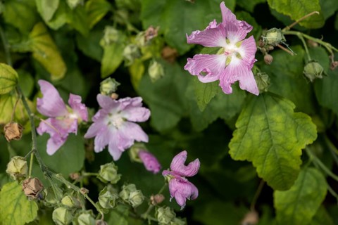 Alcea rosea, pink (common) in a city flowerbed