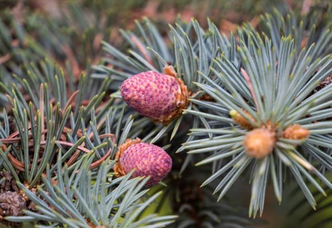 Young shoots of blue spruce, close-up, flowering period in the taiga