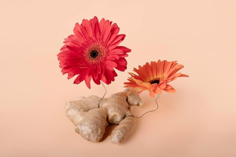 Ginger root wrapped in steel wire with red and orange gerberas, creative food still life