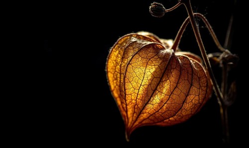 A flower with a yellow center and brown veins. The flower is surrounded by a dark background. The