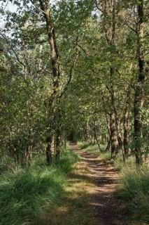Haaksbergerveen Nature Reserve, Oberjissel Province, Haaksbergen, Netherlands