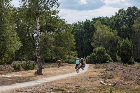 Cyclists in the Buurserzand Nature Reserve, Oberjissel Province, Haaksbergen, the Netherlands