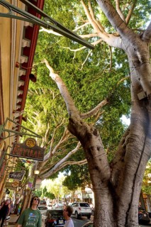 San Luis Obispo, a city in San Luis Obispo County in the U.S. state of California with 47, 063