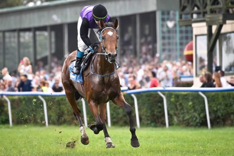 WROCLAW, POLAND - SEPTEMBER 4, 2016: Race for the 3-year and older horses Group IV Racecourse WTWK