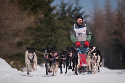 JAKUSZYCE, POLAND - MARCH 16, 2016: Pavel Pfeifer during International Sled Dog Race Border Rush