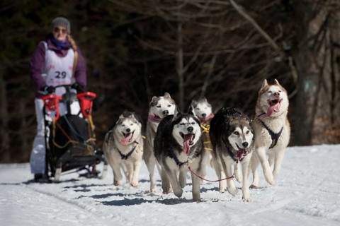 17.03.2016 JAKUSZYCE, POLAND - MARCH 16, 2016: Kinga Wasylewska and her dogs during International