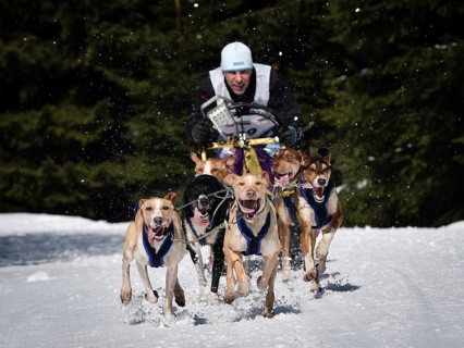 JAKUSZYCE, POLAND - MARCH 16, 2016: Ales Prokupek during International Sled Dog Race Border Rush