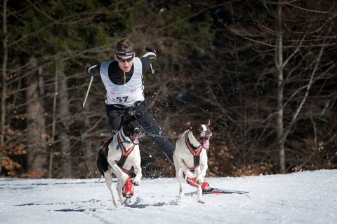 JAKUSZYCE, POLAND - MARCH 16, 2016: Edvard Schumet during International Sled Dog Race Border Rush
