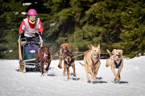 JAKUSZYCE, POLAND - MARCH 16, 2016: Monika Ptas during International Sled Dog Race Border Rush 2016