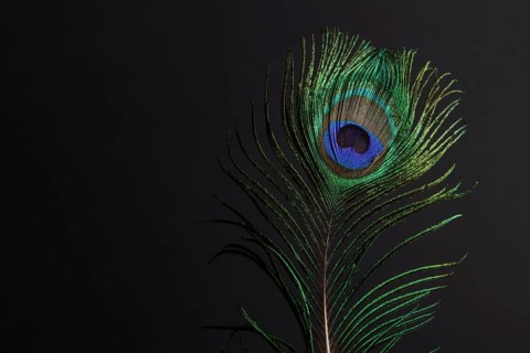 Close-up of a colorful peacock feather on a black background