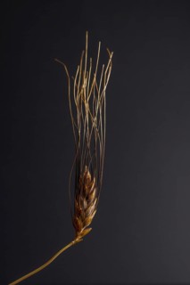 Close-up of an illuminated ear of wheat on a dark background