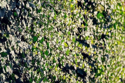 Evergreen common ivy, hedera helix crawl on the wall, english european ivy, sunny summer day,