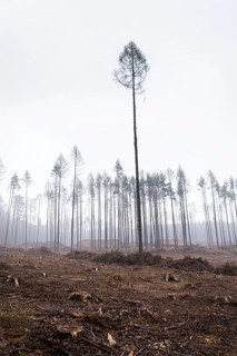 Glade or forest clearing with solitary larch and pine trees at bark beetle calamity area, spruce