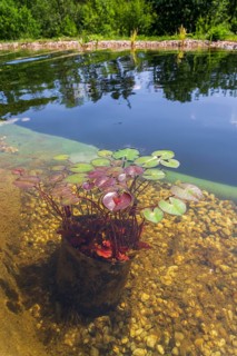 Plants used at natural swimming pool for filtering water without chemicals Prague Czech republic