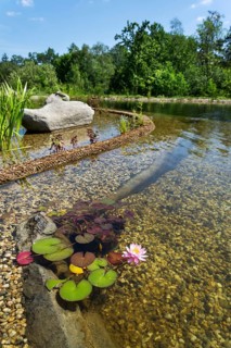 Beautiful water lilies plants filtering water at natural swimming pond Prague Czech republic