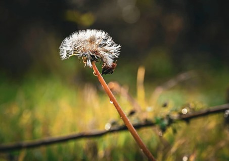 Dandelion (Taraxacum) in autumn in Leegebruch, Brandenburg, Germany