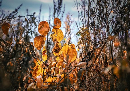 Autumn leaves in yellow splendor on a field in Leegebruch, Brandenburg, Germany