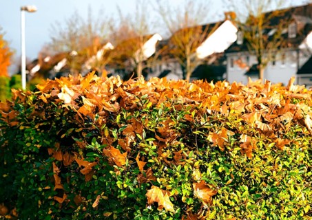 Autumn leaves on a hedge in yellow splendor in Leegebruch, Brandenburg, Germany