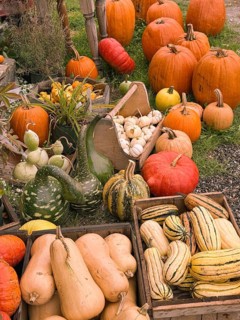 A group of Autumn pumkins and gourds exhibited at the Hudac Farm Stand, in Saint Albans, Vermont,
