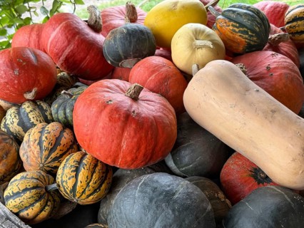 A group of Autumn pumkins and gourds exhibited at the Hudac Farm Stand, in Saint Albans, Vermont,