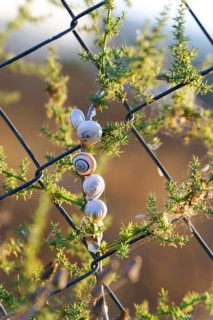 Ronda, malaga, spain Snails clustered on a plant wrapped around a chain link fence, estivating in