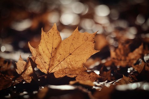A close-up of a brown autumn leaf on a sunlit forest floor with a soft bokeh background. Poland,