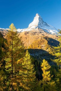 Matterhorn Mountain and Yellow Larches in Autumn in Sunny Morning. Fall Colors. Swiss Alps. Valais,