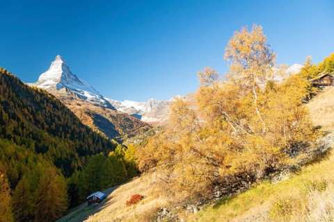 Matterhorn Mountain and Yellow Birch Tree in Autumn on Sunny Day. Fall Colors. Swiss Alps. Valais,