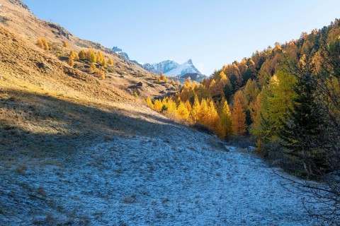 Snow-Capped Mountain, Frost on Slope and Yellow Golden Larches in Autumn on Sunny Day. Fall Colors.
