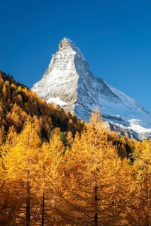 Matterhorn Mountain and Yellow Golden Larches on Slope in Autumn on Sunny Day. Fall Colors. Swiss
